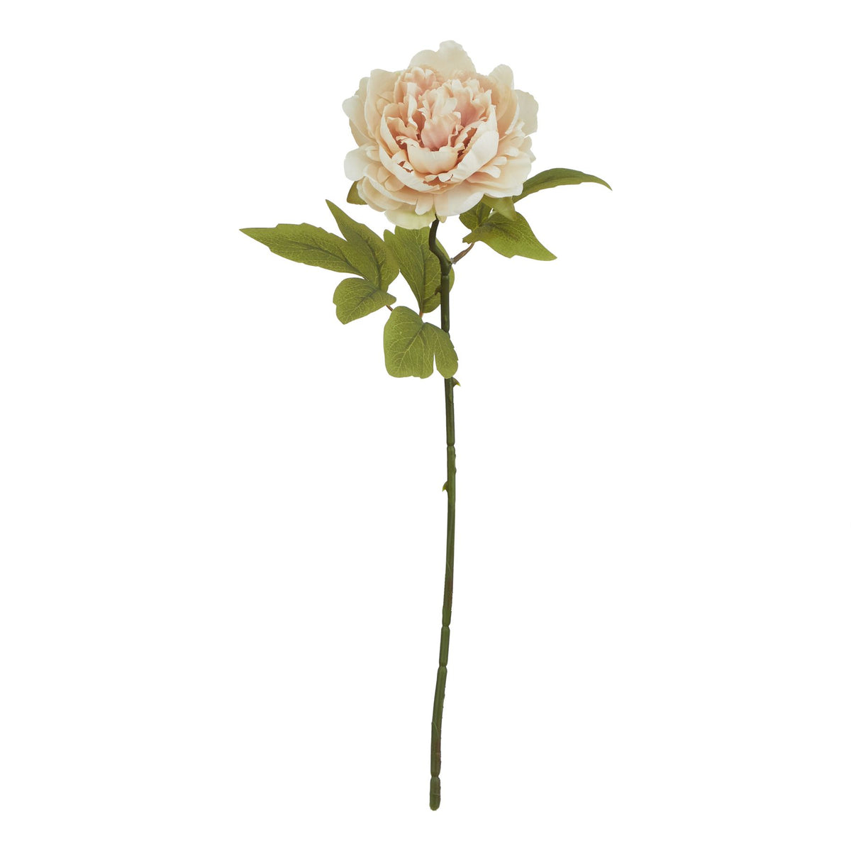 The Natural Garden Collection Blush Peony - image 1