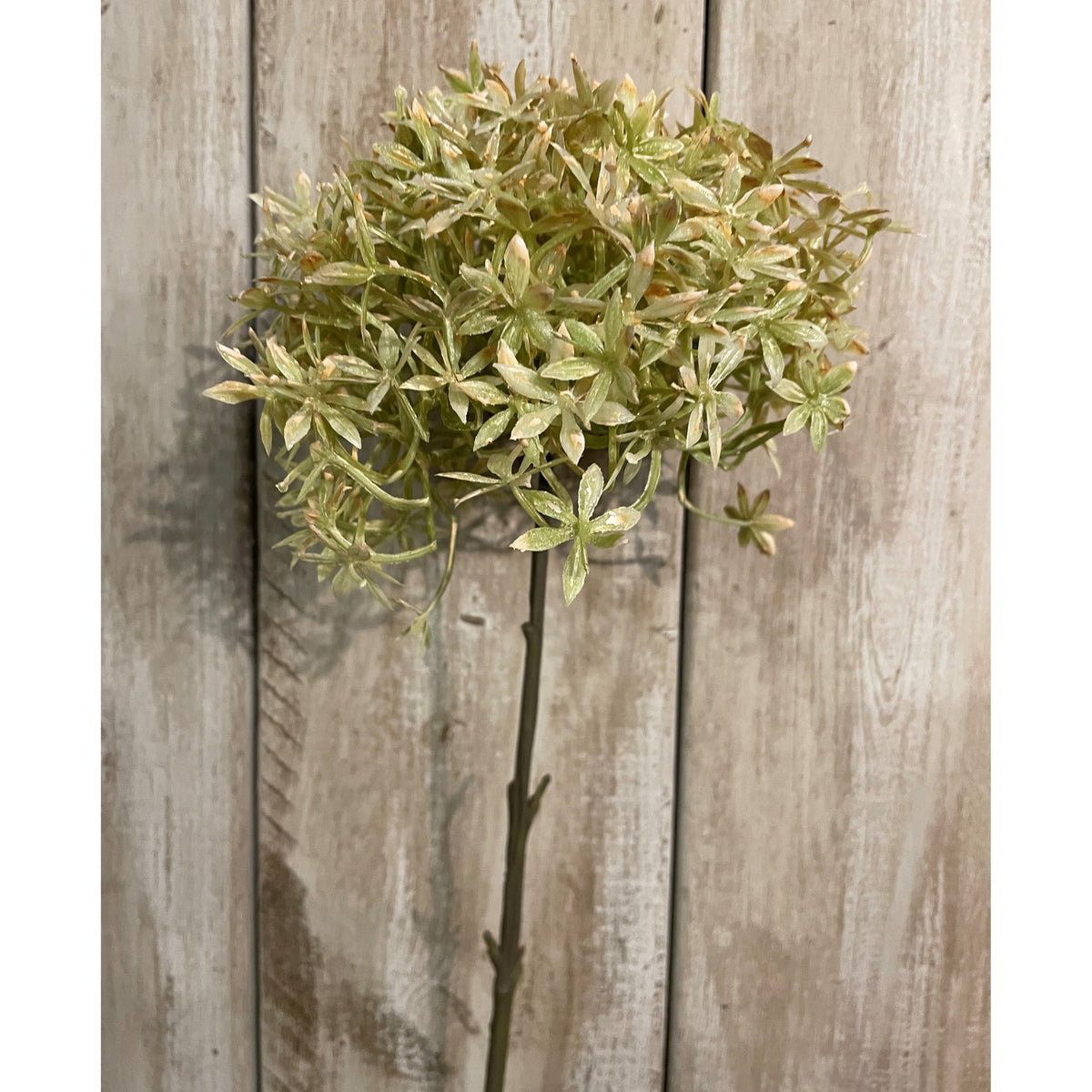 Green And Beige Allium - image 1