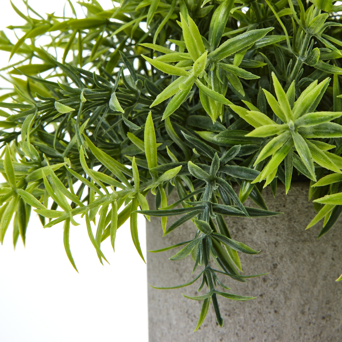 Small Bamboo Plant In Grey Pot - image 2