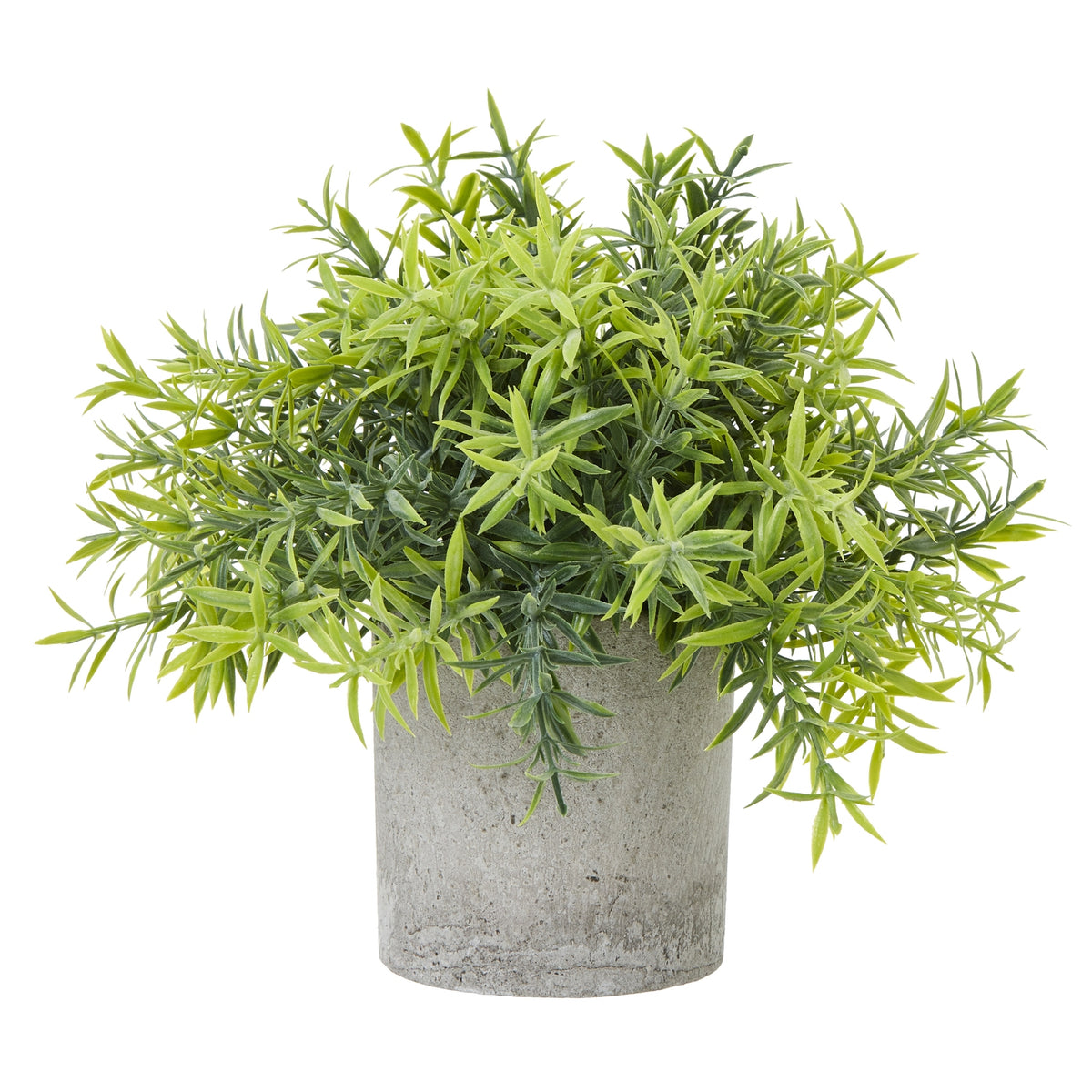 Small Bamboo Plant In Grey Pot - image 1