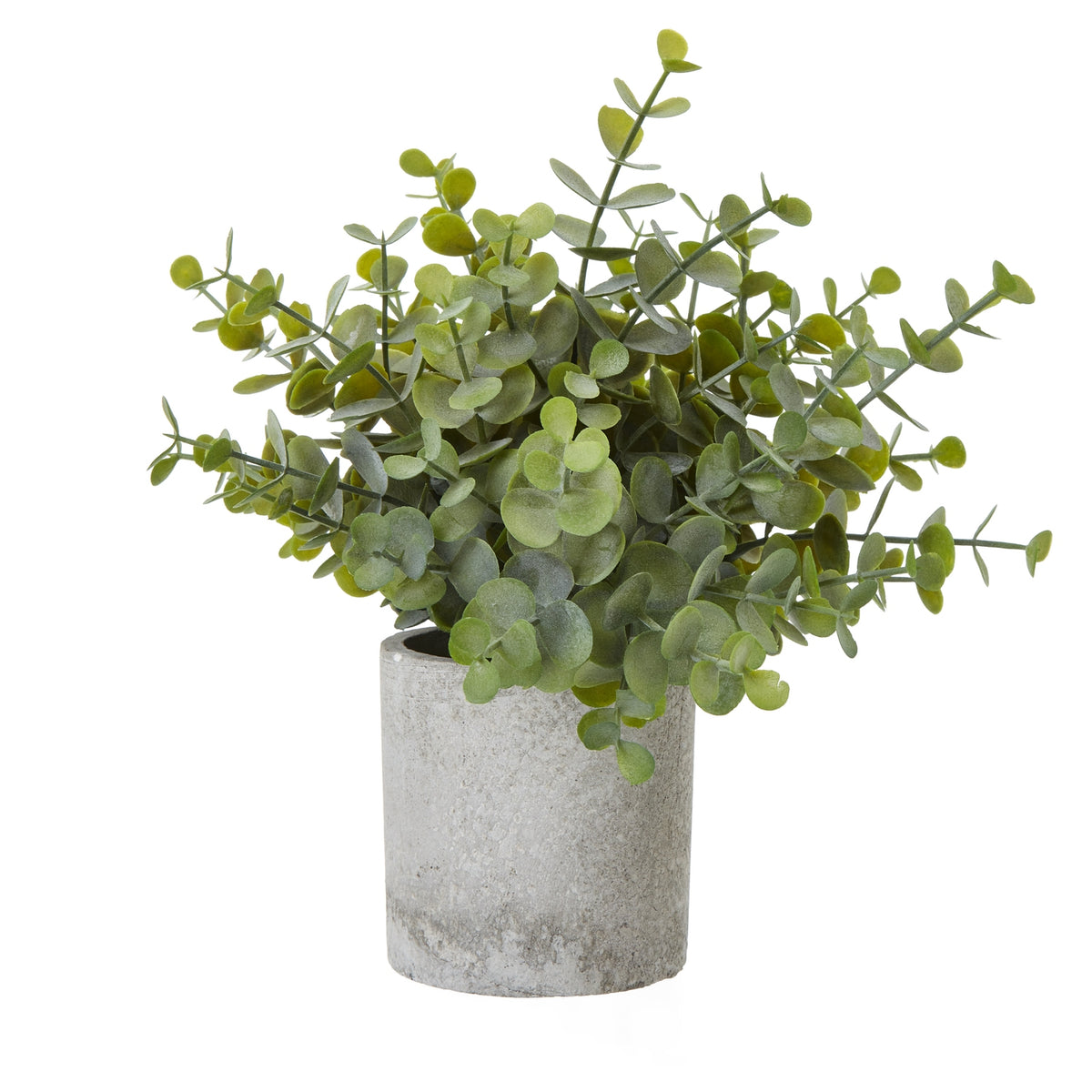 Small Button Eucalyptus Plant In Grey Pot - image 1