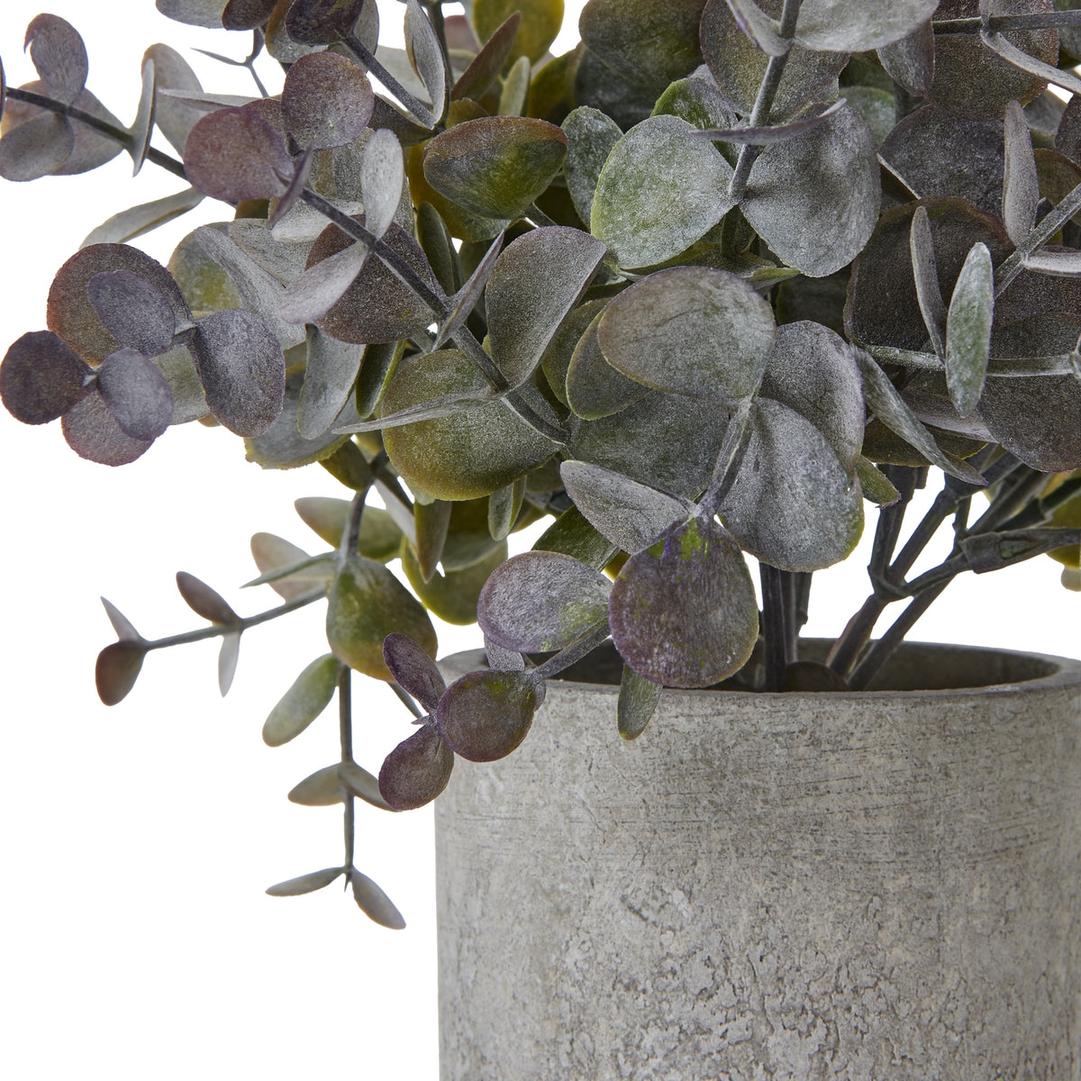 Small Eucalyptus Cinerea Plant In Grey Pot - image 2