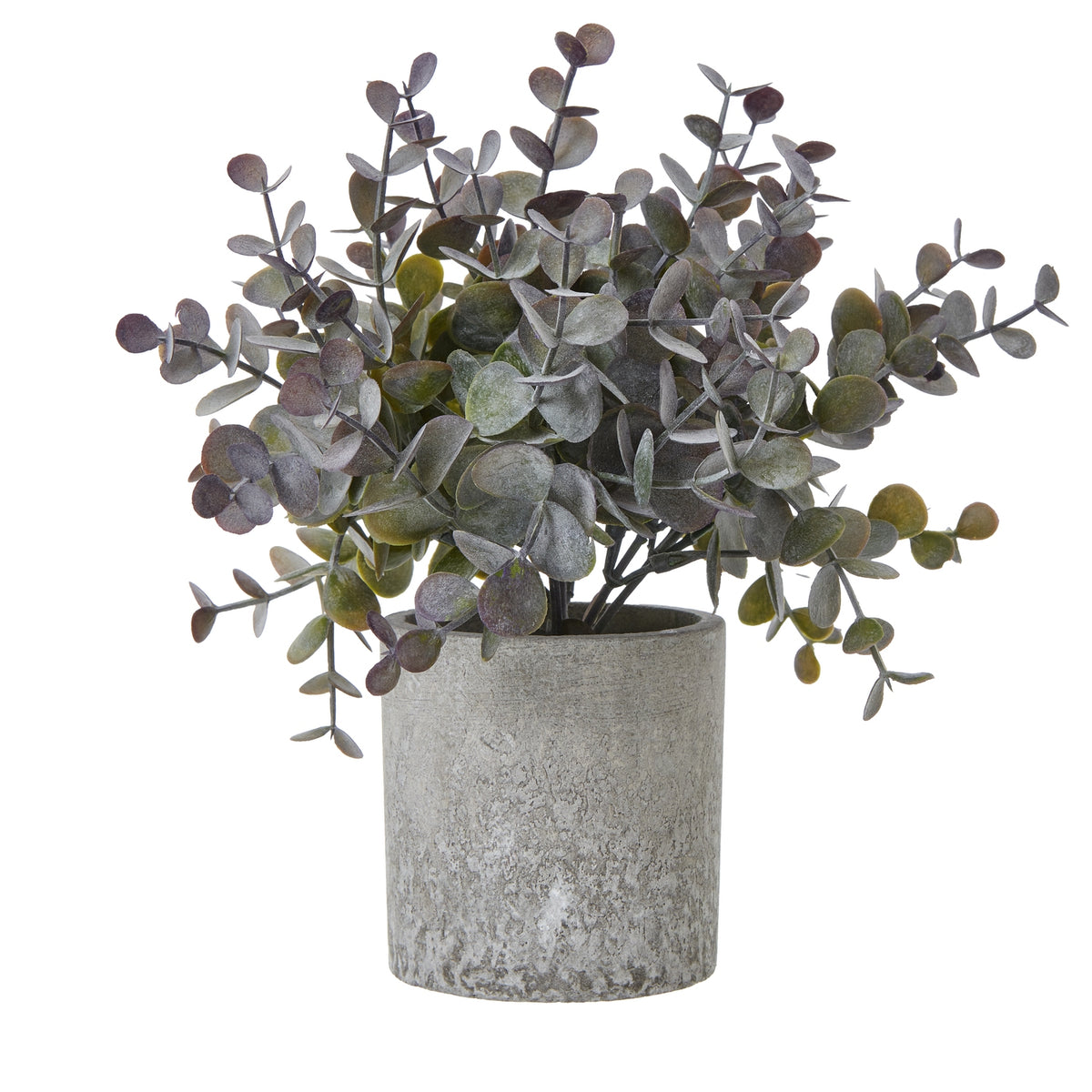 Small Eucalyptus Cinerea Plant In Grey Pot - image 1