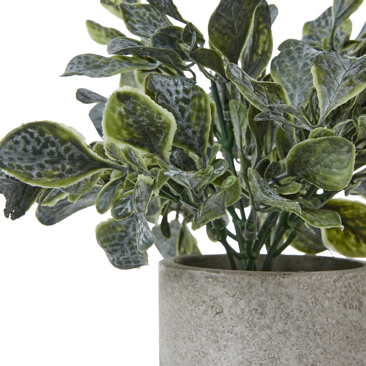 Small Giana Eucalyptus Plant In Grey Pot - image 2