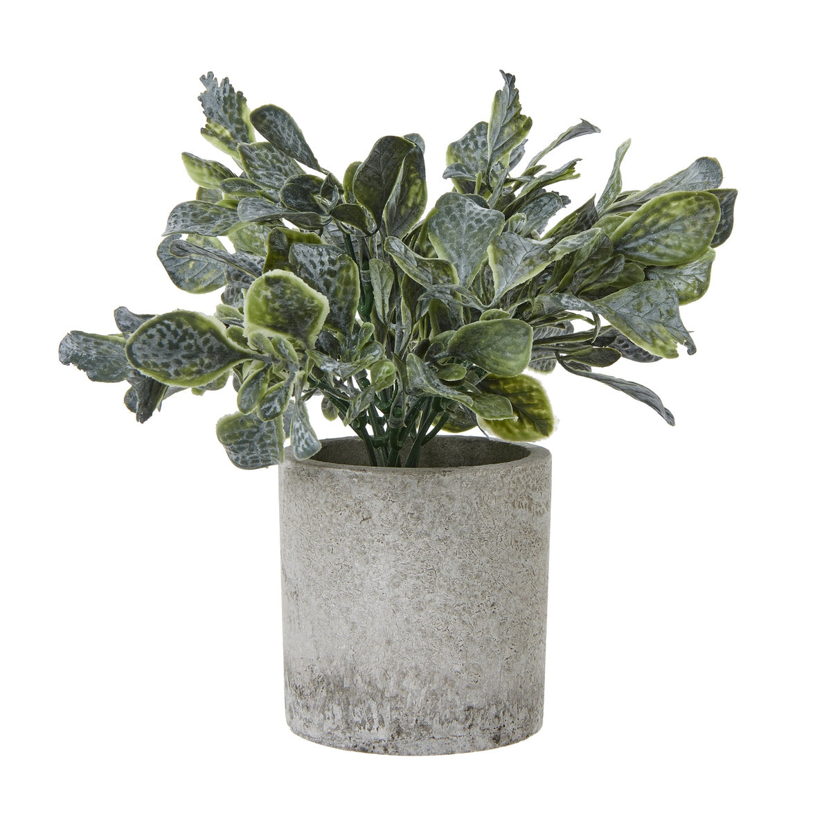 Small Giana Eucalyptus Plant In Grey Pot - image 1