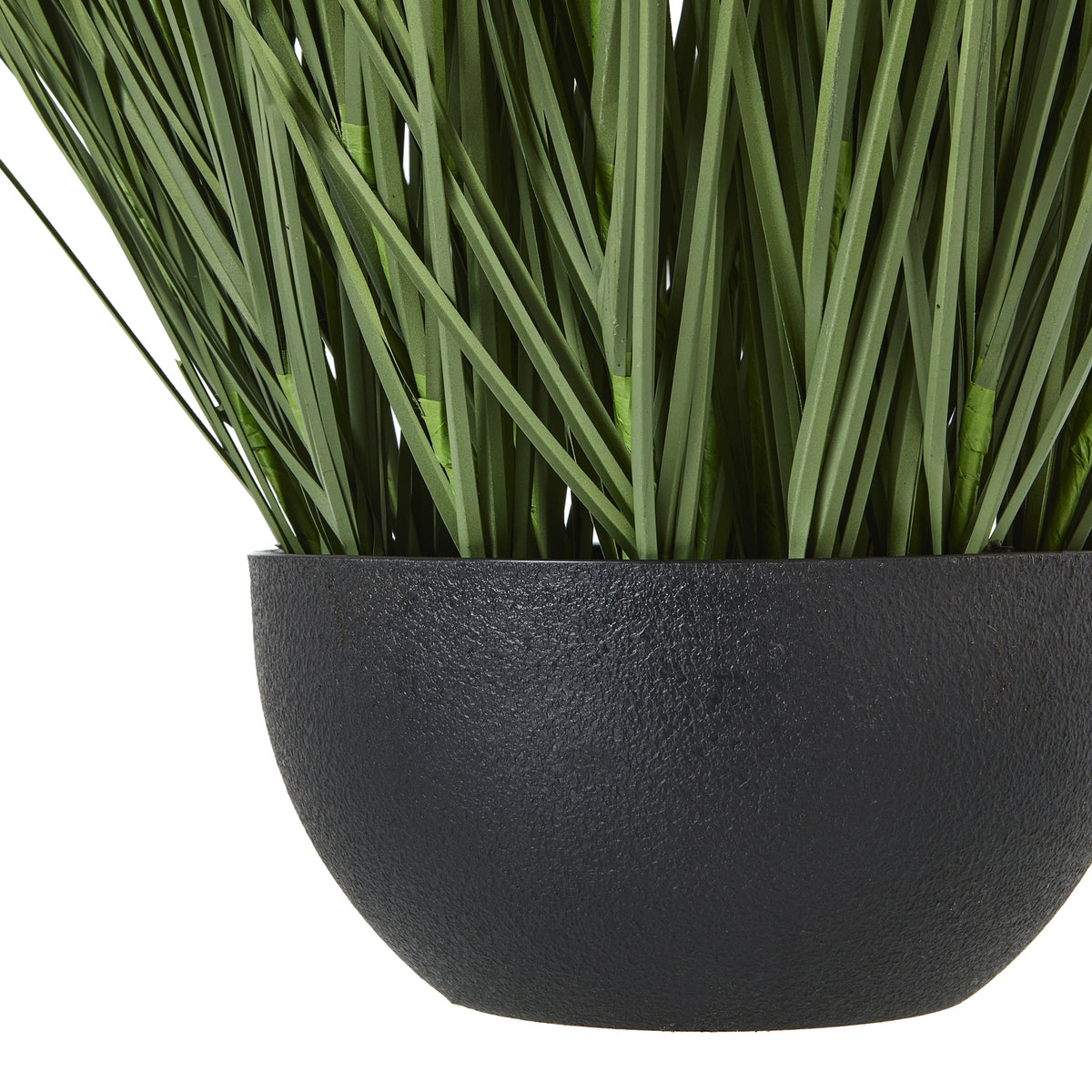 Large Onion Grass Plant In Pot - image 3