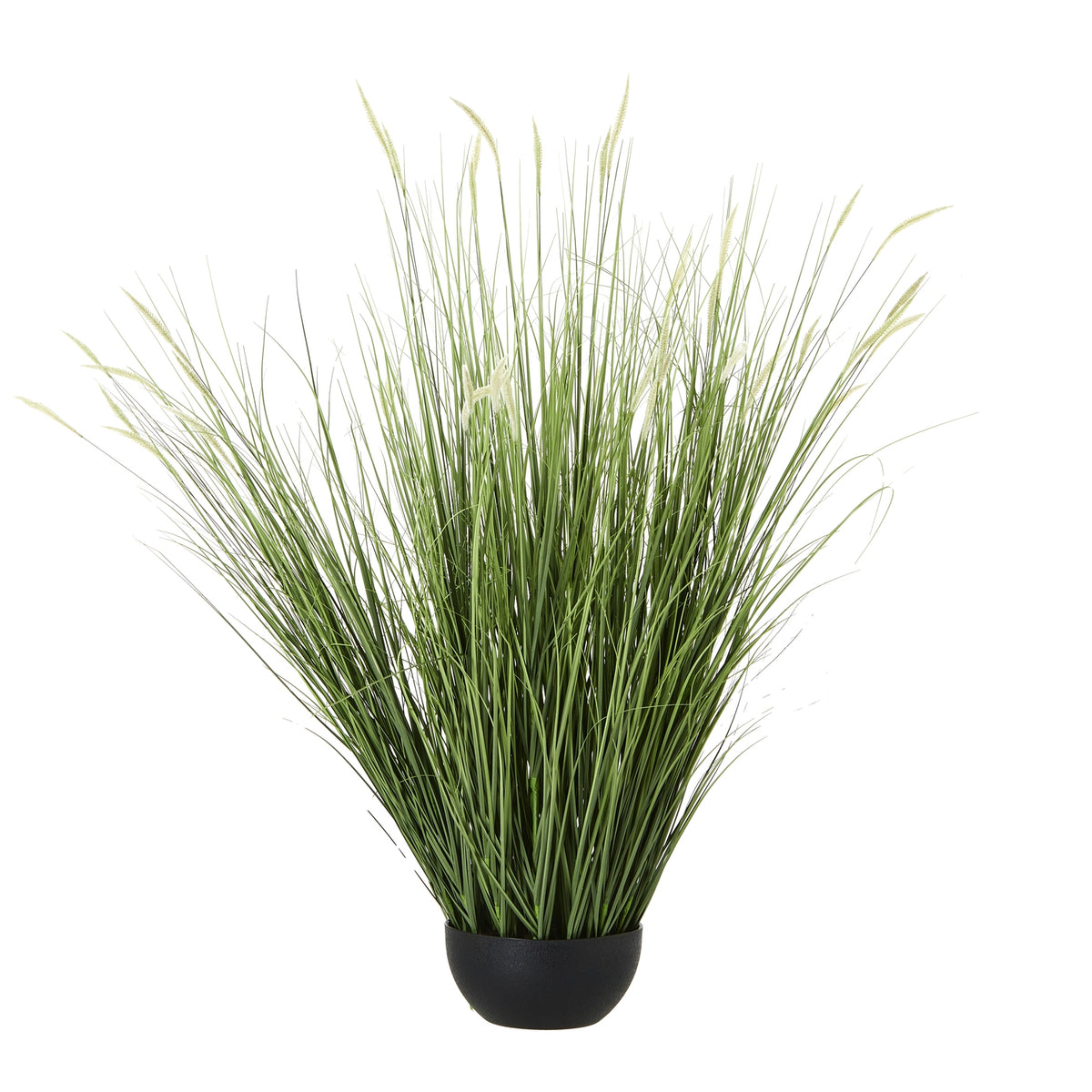 Large Onion Grass Plant In Pot - image 1