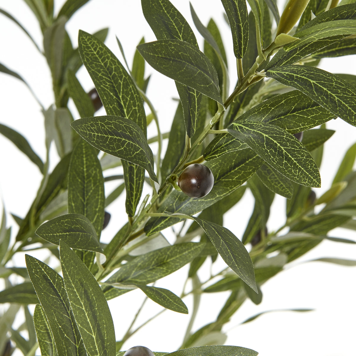 Apulia Olive Tree In White Pot 180Cm - image 2