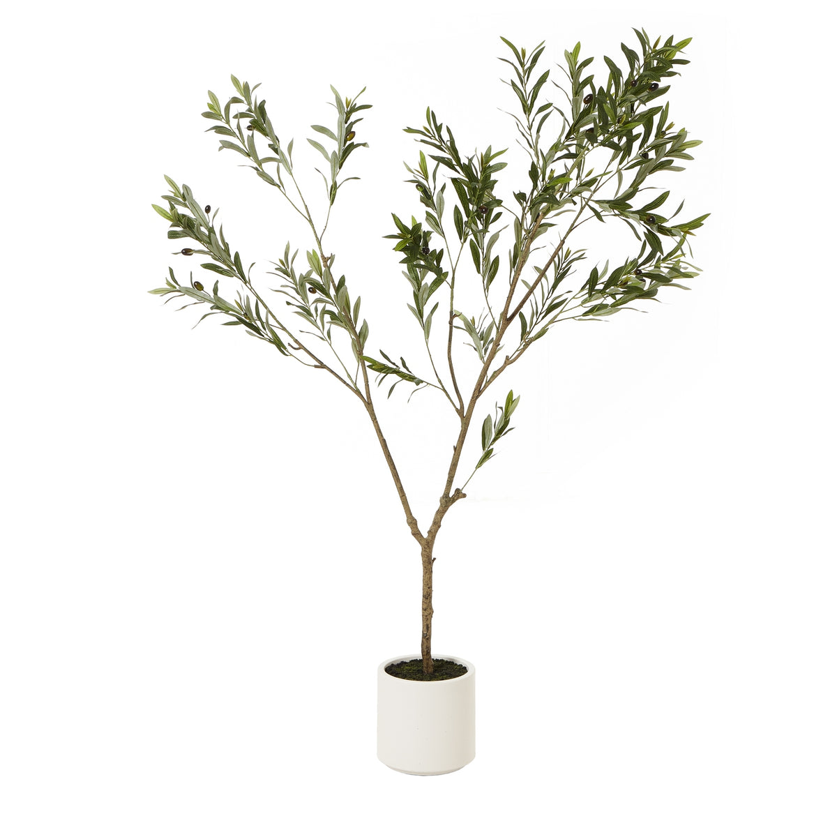 Apulia Olive Tree In White Pot 180Cm - image 1