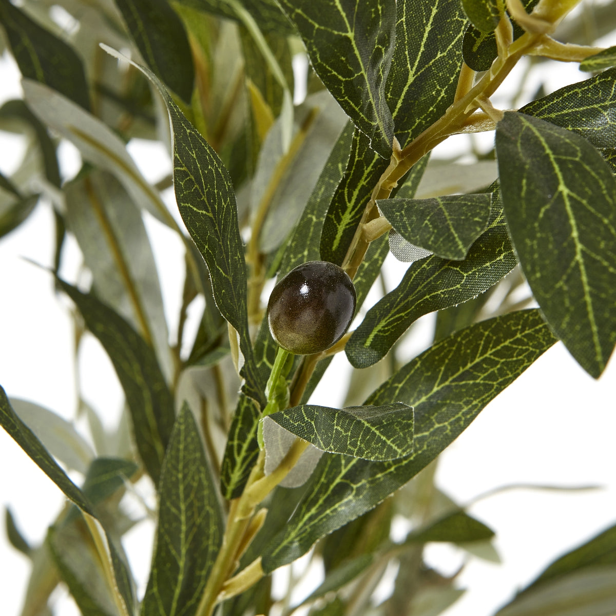 Apulia Olive Tree In White Pot 210Cm - image 2