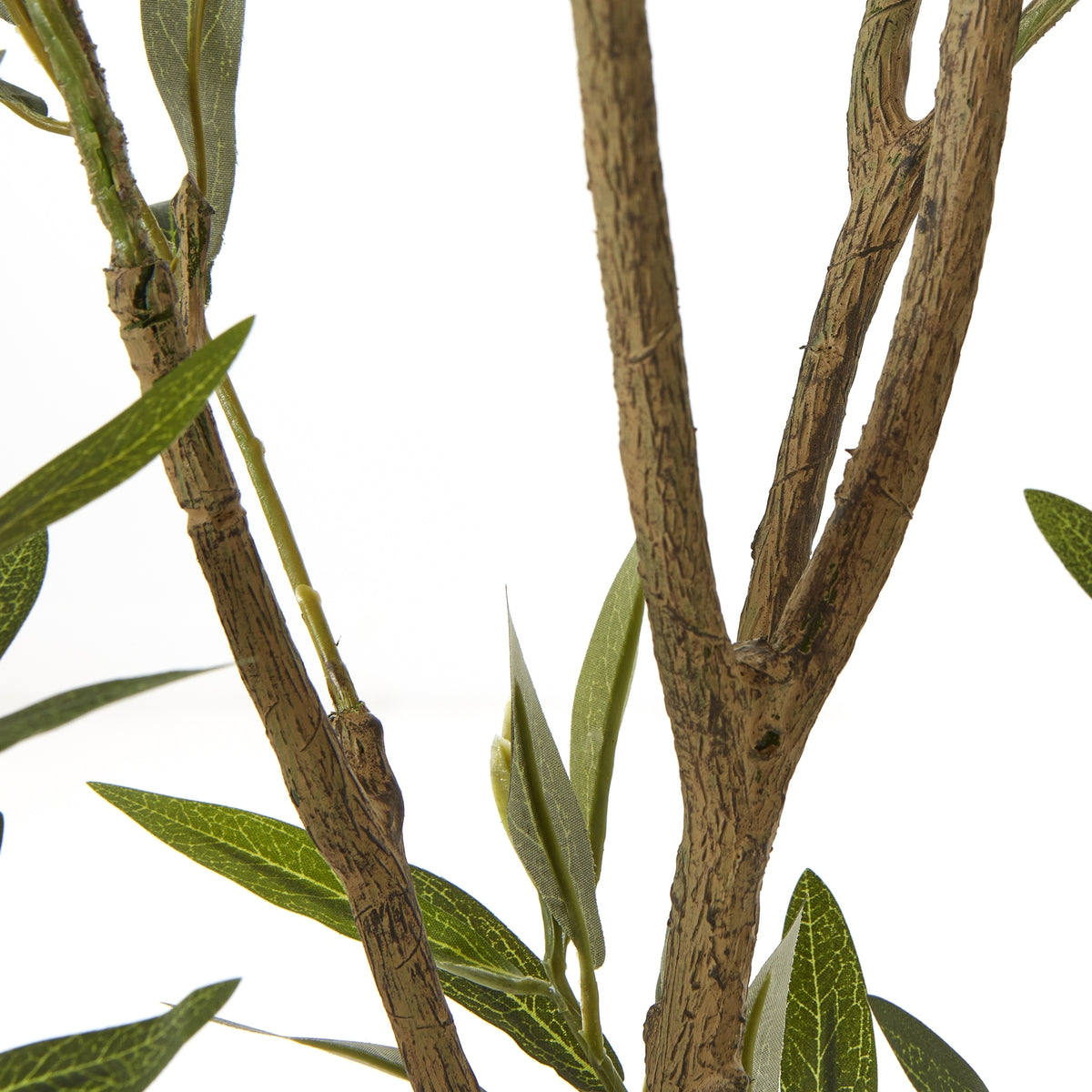 Apulia Olive Tree In White Pot 210Cm - image 3