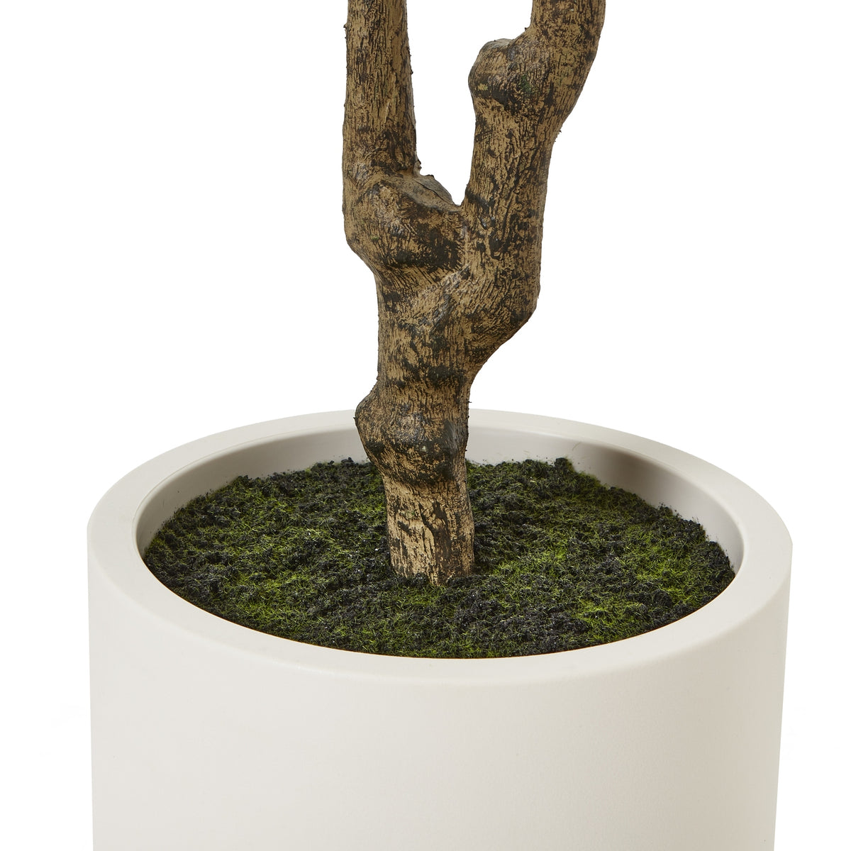 Apulia Olive Tree In White Pot 210Cm - image 4