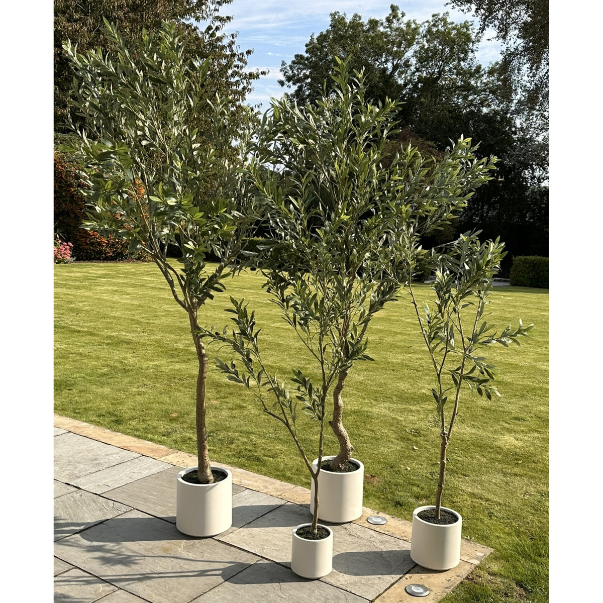 Apulia Olive Tree In White Pot 210Cm - image 5