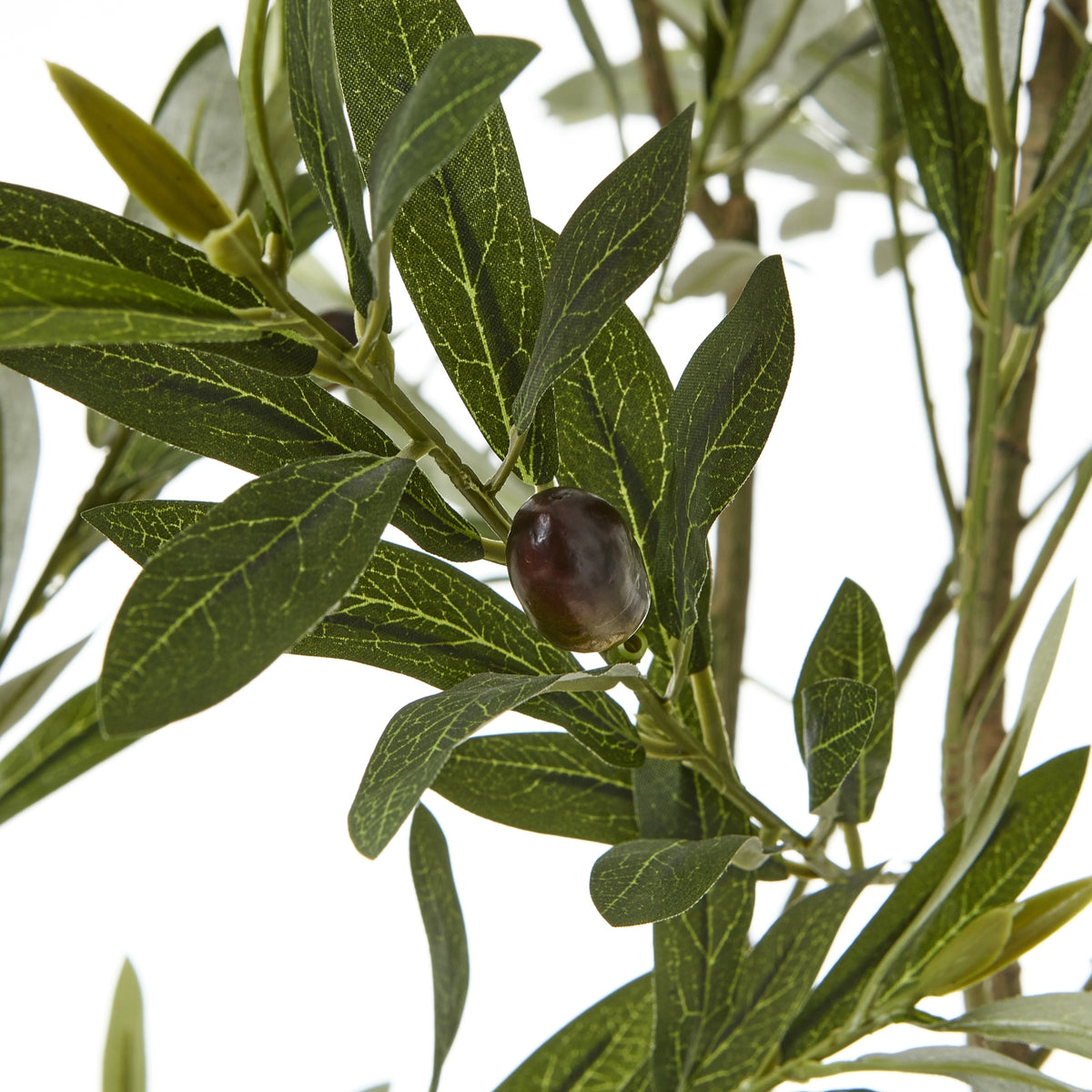 Apulia Olive Tree In White Pot 200Cm - image 2
