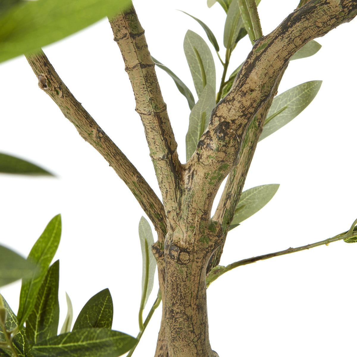 Apulia Olive Tree In White Pot 200Cm - image 3