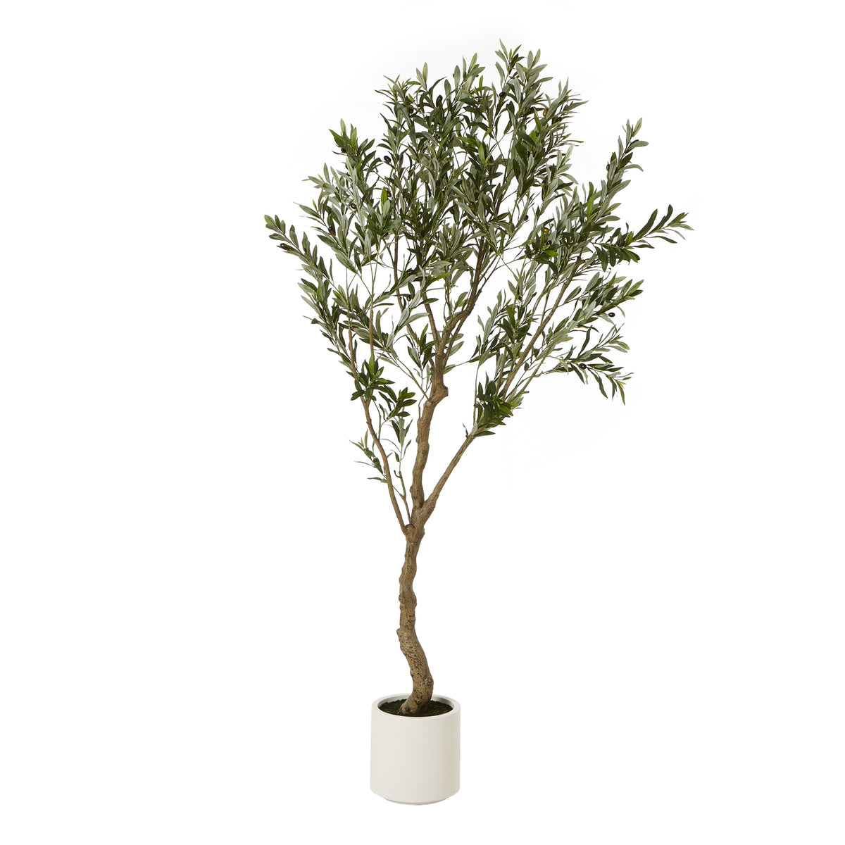 Apulia Olive Tree In White Pot 200Cm - image 1