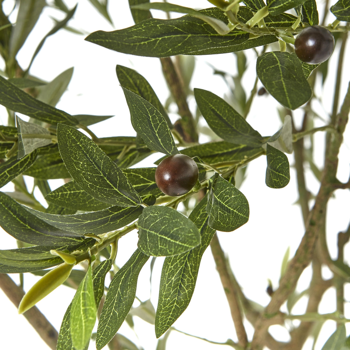 Apulia Olive Tree In White Pot 240Cm - image 2