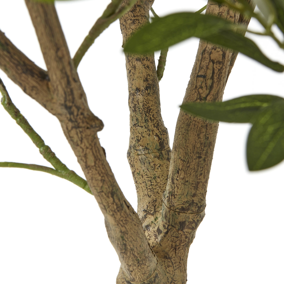 Apulia Olive Tree In White Pot 240Cm - image 3