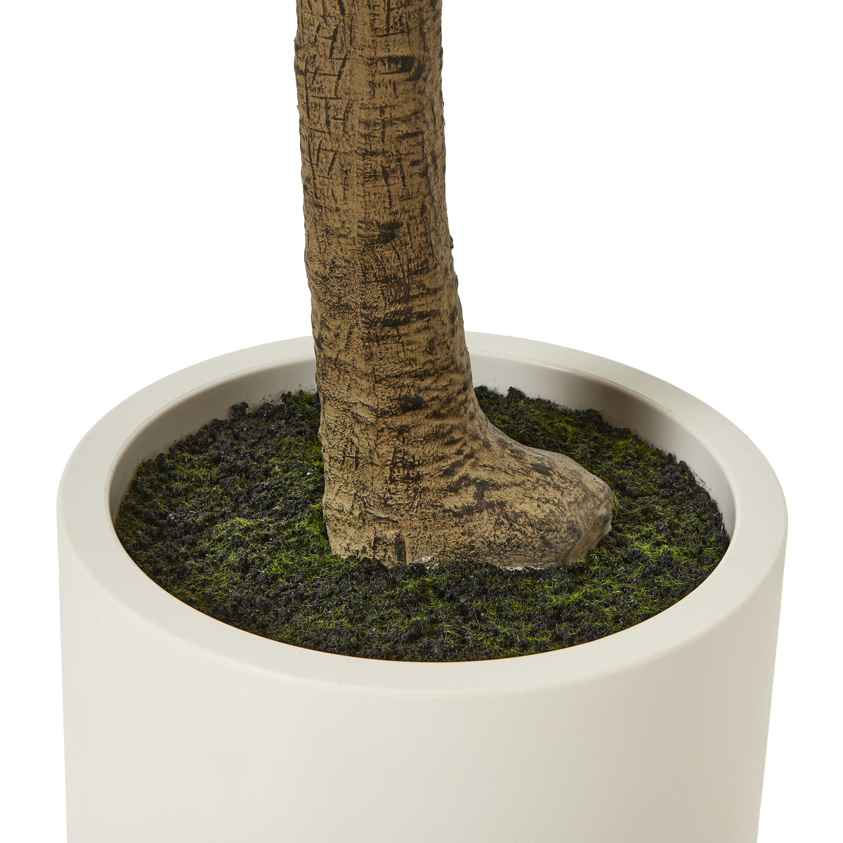 Apulia Olive Tree In White Pot 240Cm - image 4