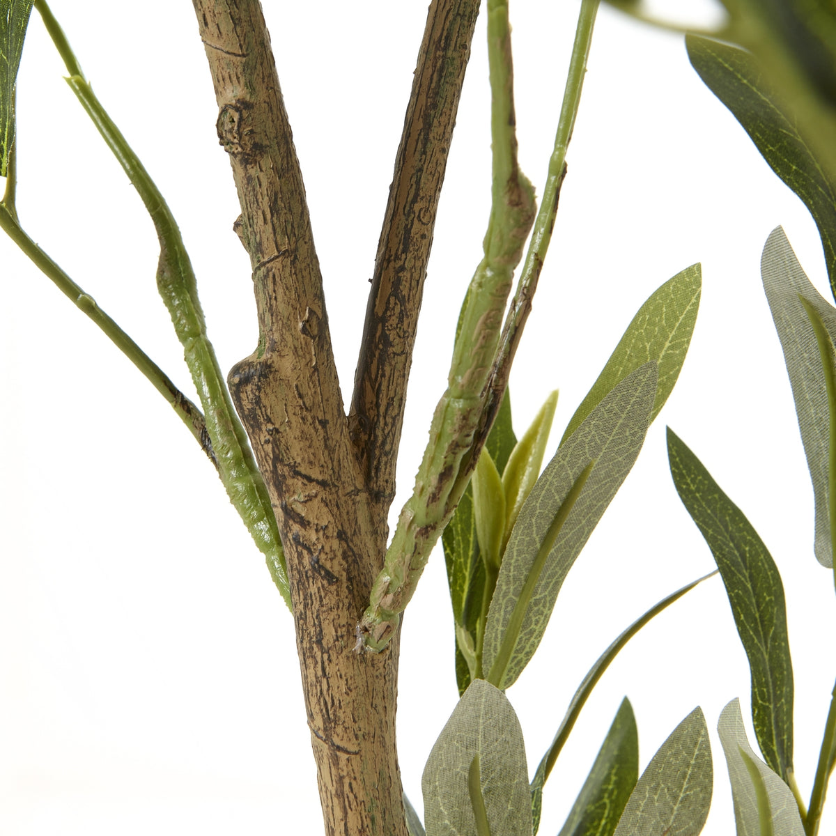 Apulia Olive Tree In White Pot 150Cm - image 3
