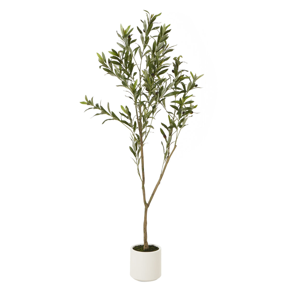Apulia Olive Tree In White Pot 150Cm - image 1
