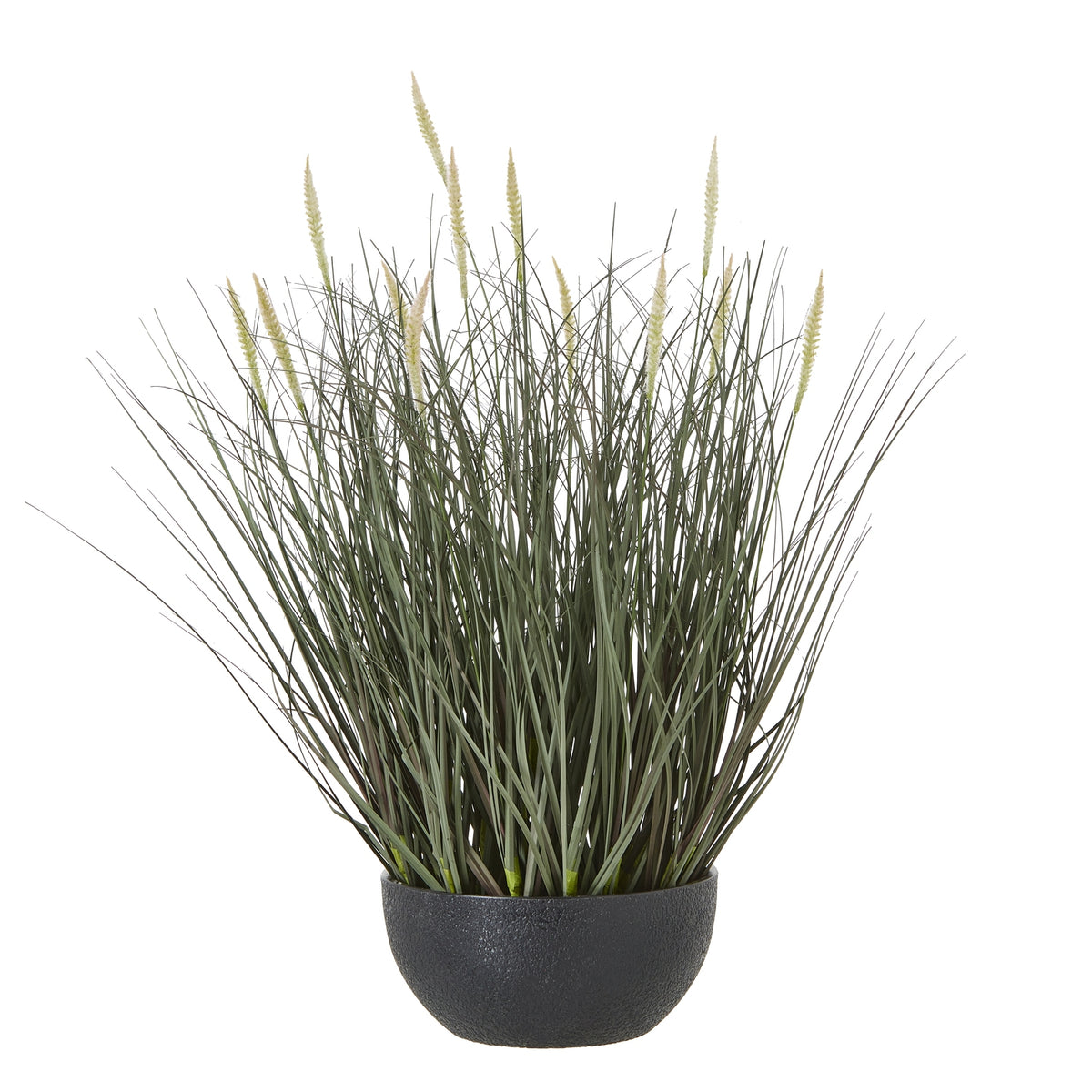 Fountain Grass Plant In Pot - image 1