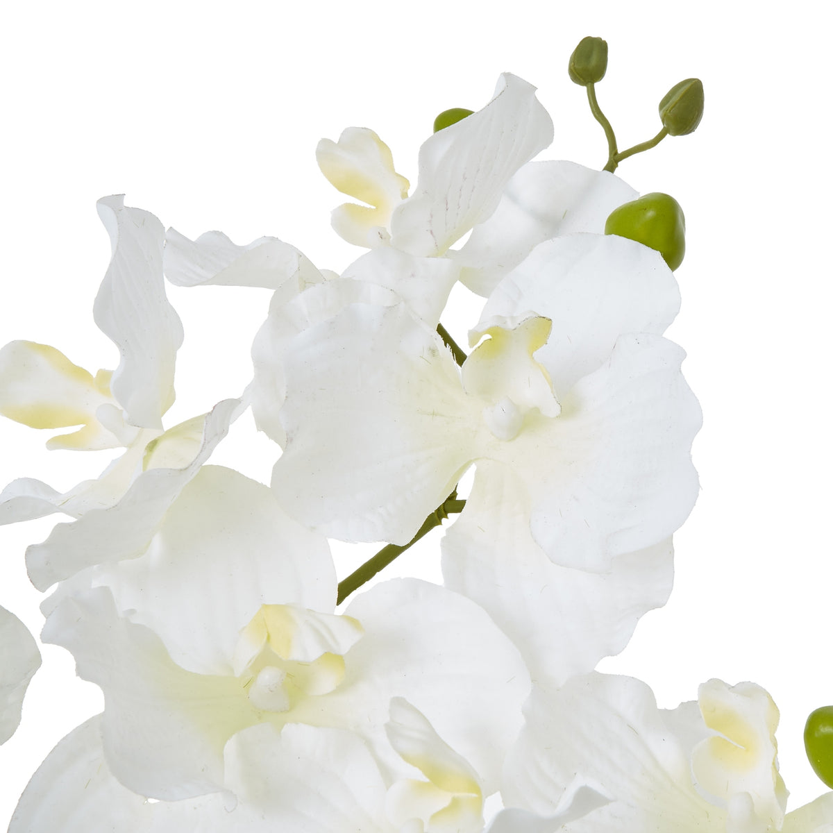 White Vanda Orchid Plant In Ceramic Pot - image 2