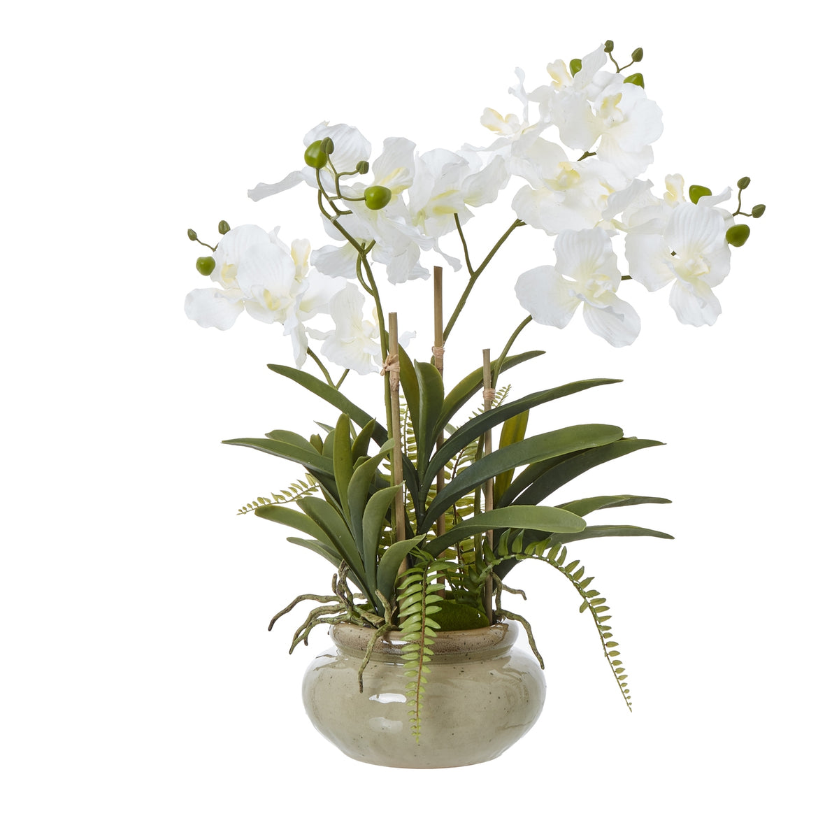 White Vanda Orchid Plant In Ceramic Pot - image 1