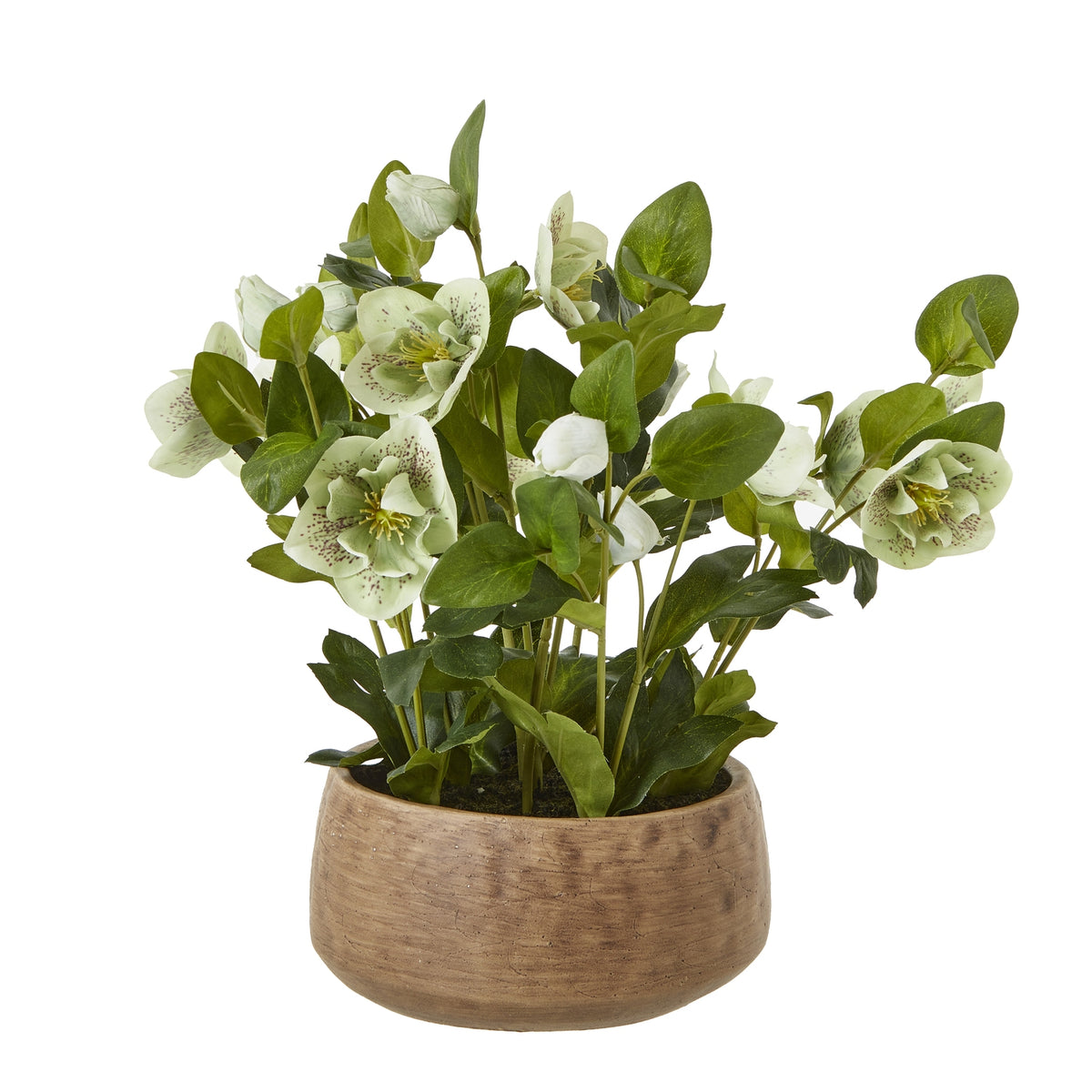 Green Hellebore Plant In Taupe Pot - image 1