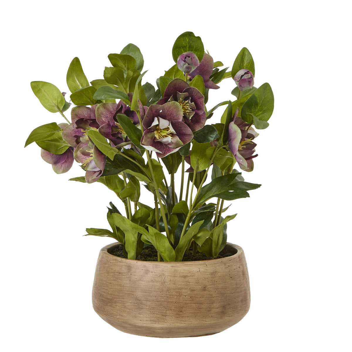 Deep Plum Hellebore Plant In Taupe Pot - image 1