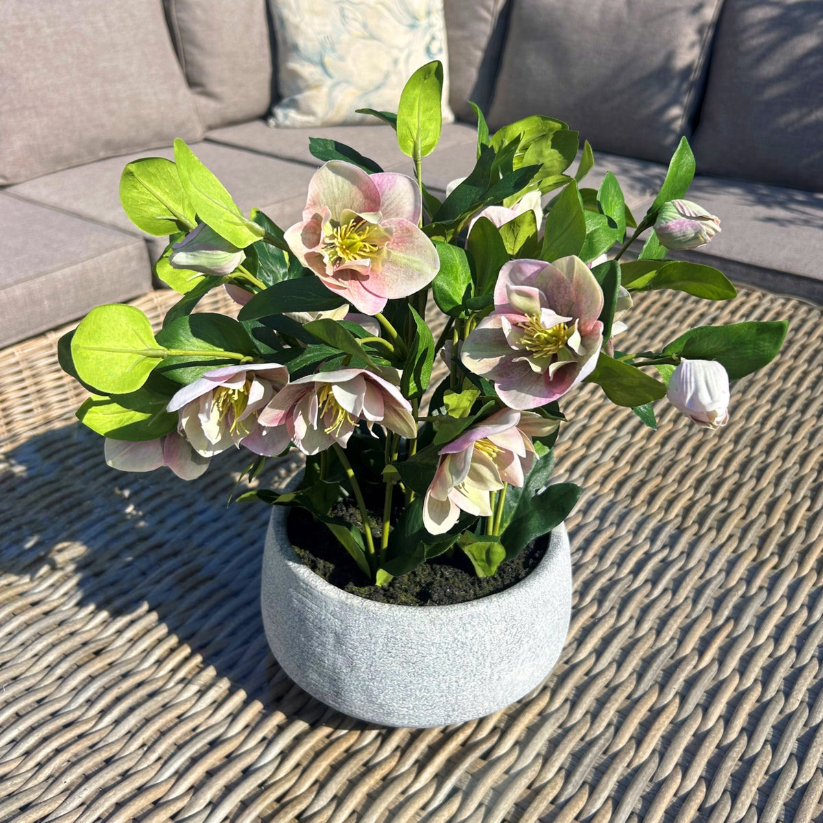 Variegated Pink Hellebore Plant In Grey Pot - image 3