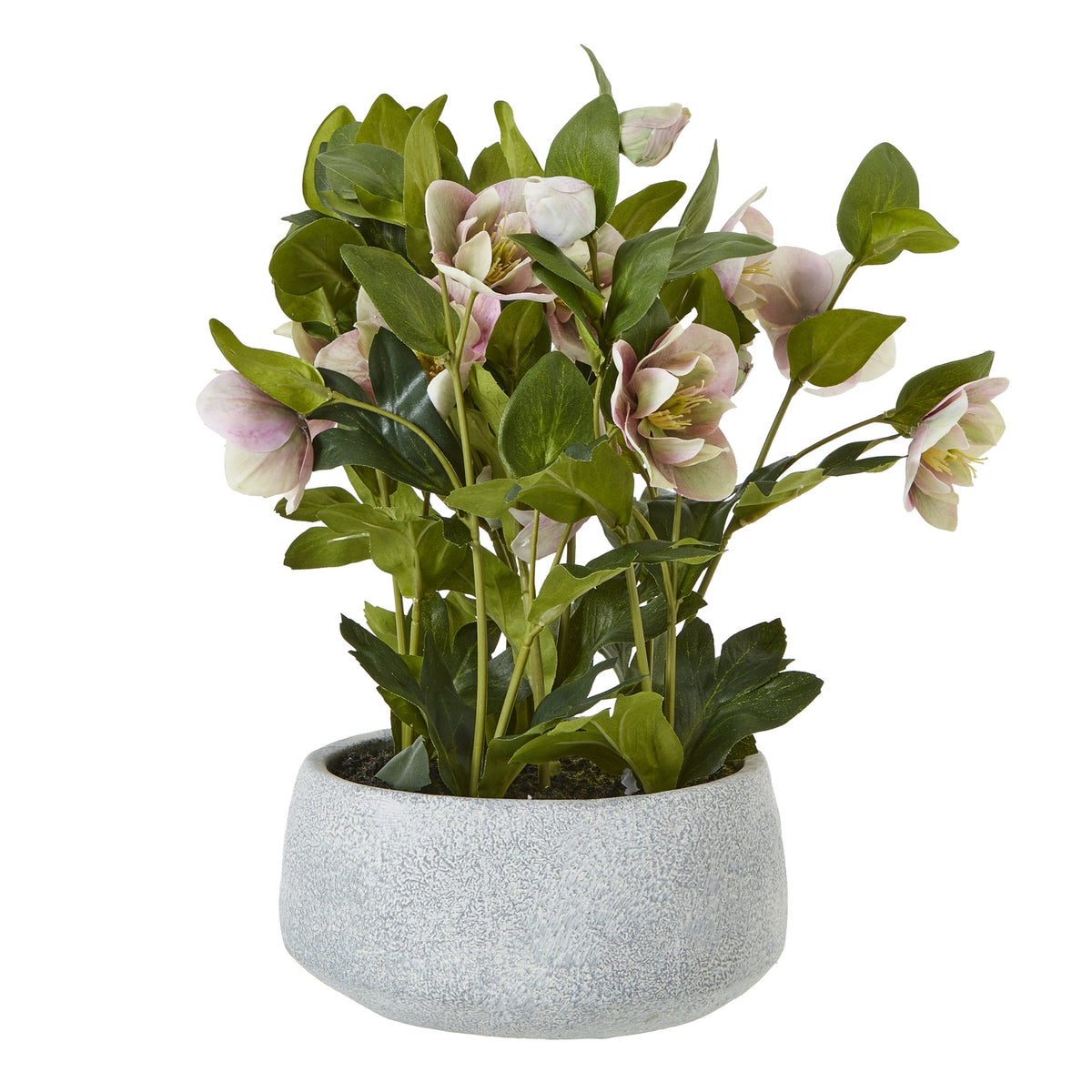 Variegated Pink Hellebore Plant In Grey Pot - image 1