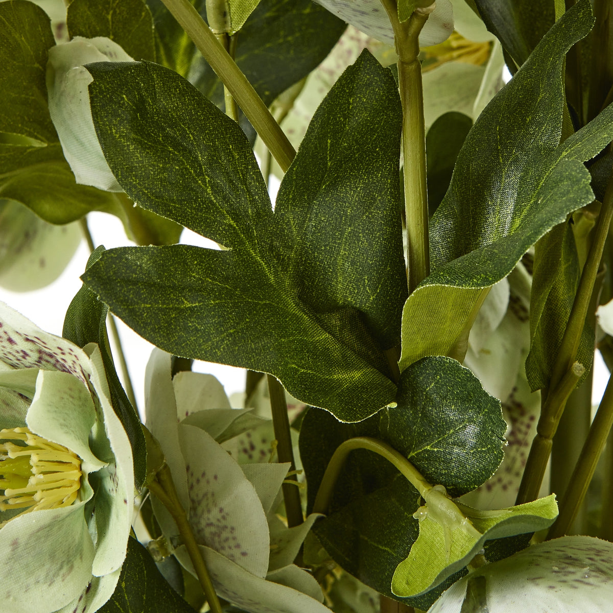 Large Green Hellebore in Taupe Pot - image 3