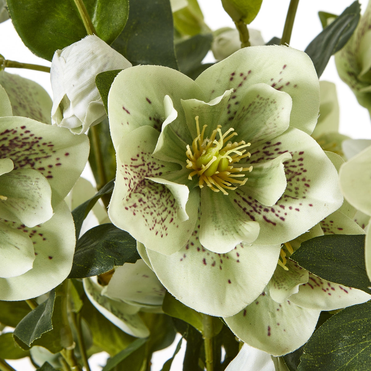 Large Green Hellebore in Taupe Pot - image 5