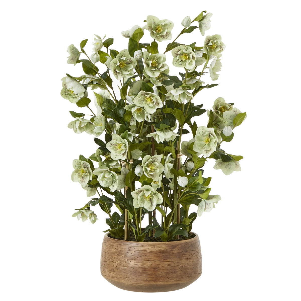 Large Green Hellebore in Taupe Pot - image 1