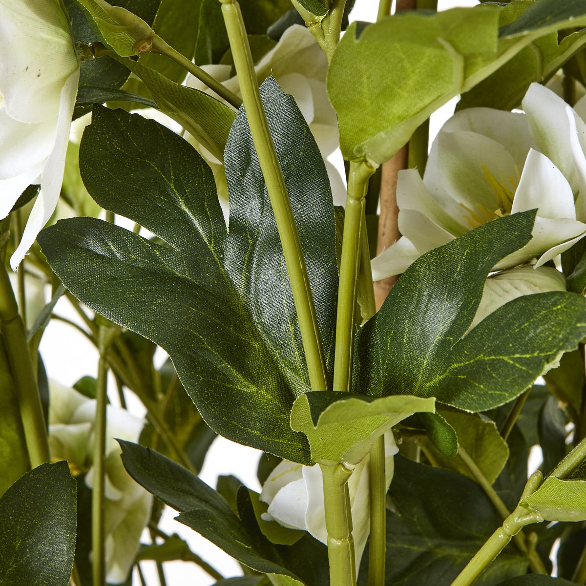 Large White Hellebore In Grey Pot - image 3