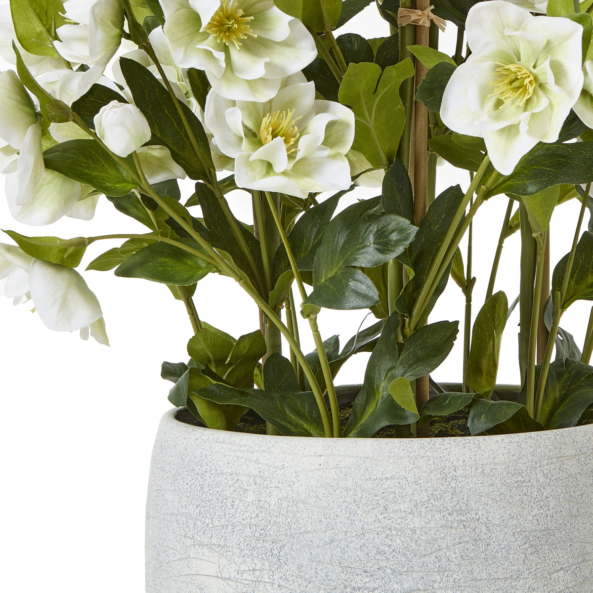 Large White Hellebore In Grey Pot - image 4