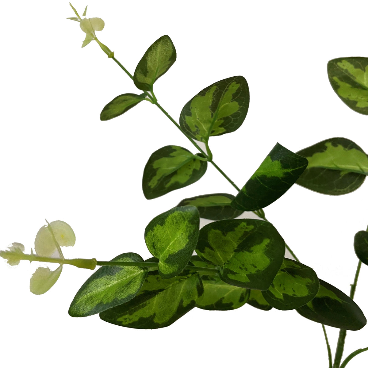 Variegated Leaf Spray - image 2