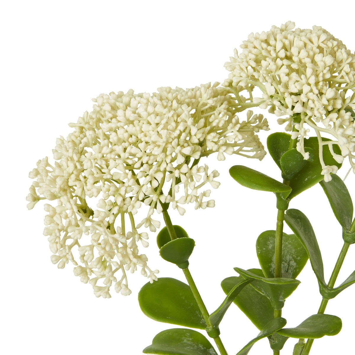 Cream Sedum Spray - image 2