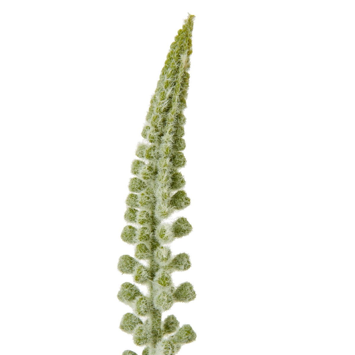 White Eremurus Stem - image 2