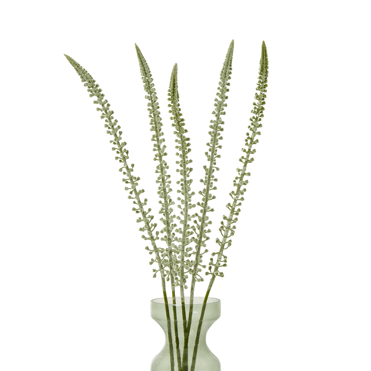 White Eremurus Stem - image 3