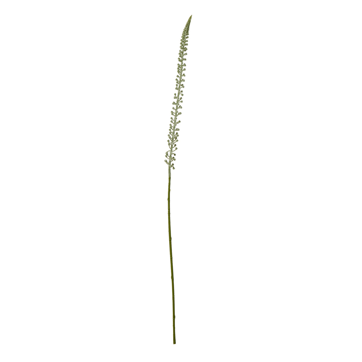 White Eremurus Stem - image 1