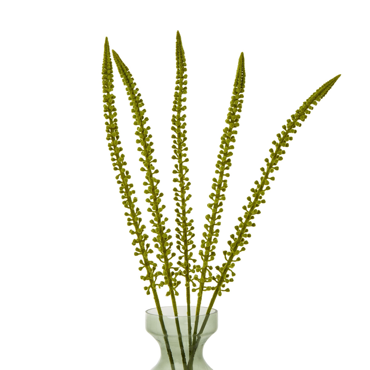 Green Eremurus Stem - image 3