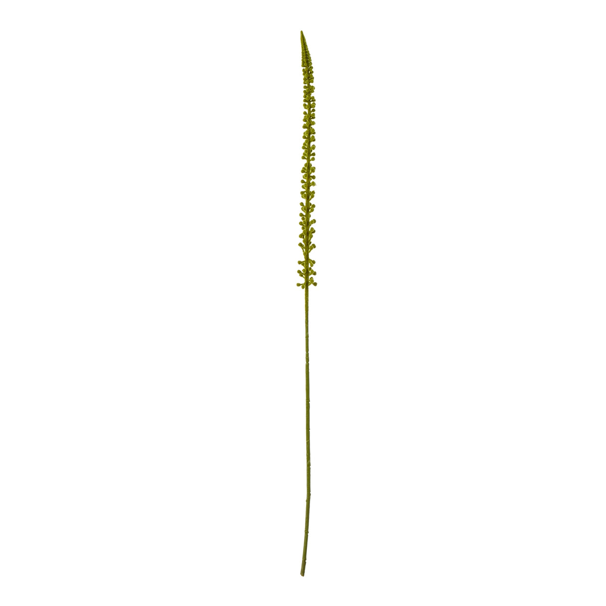Green Eremurus Stem - image 1