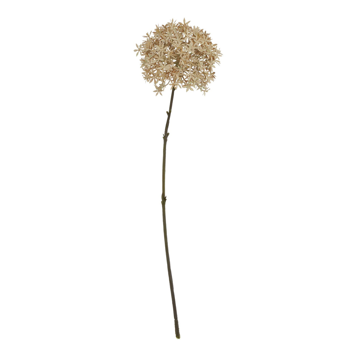 Coffee Allium - image 1