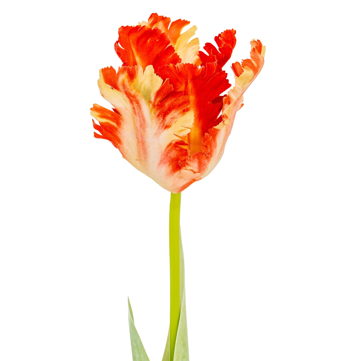 Flame Orange Parrot Tulip - image 3