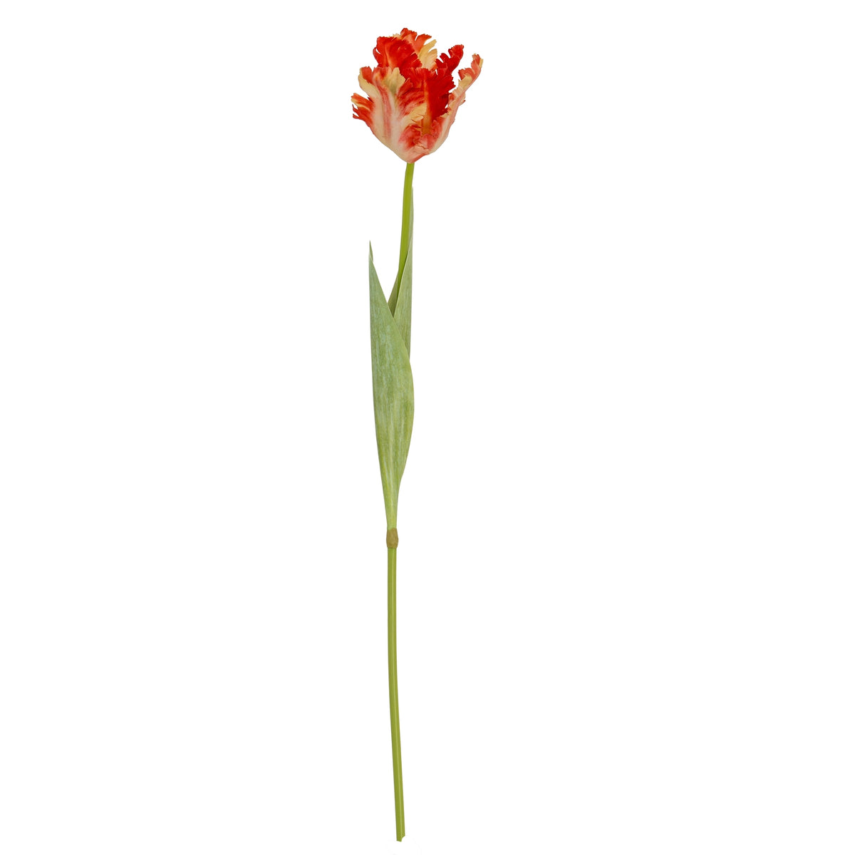 Flame Orange Parrot Tulip - image 4