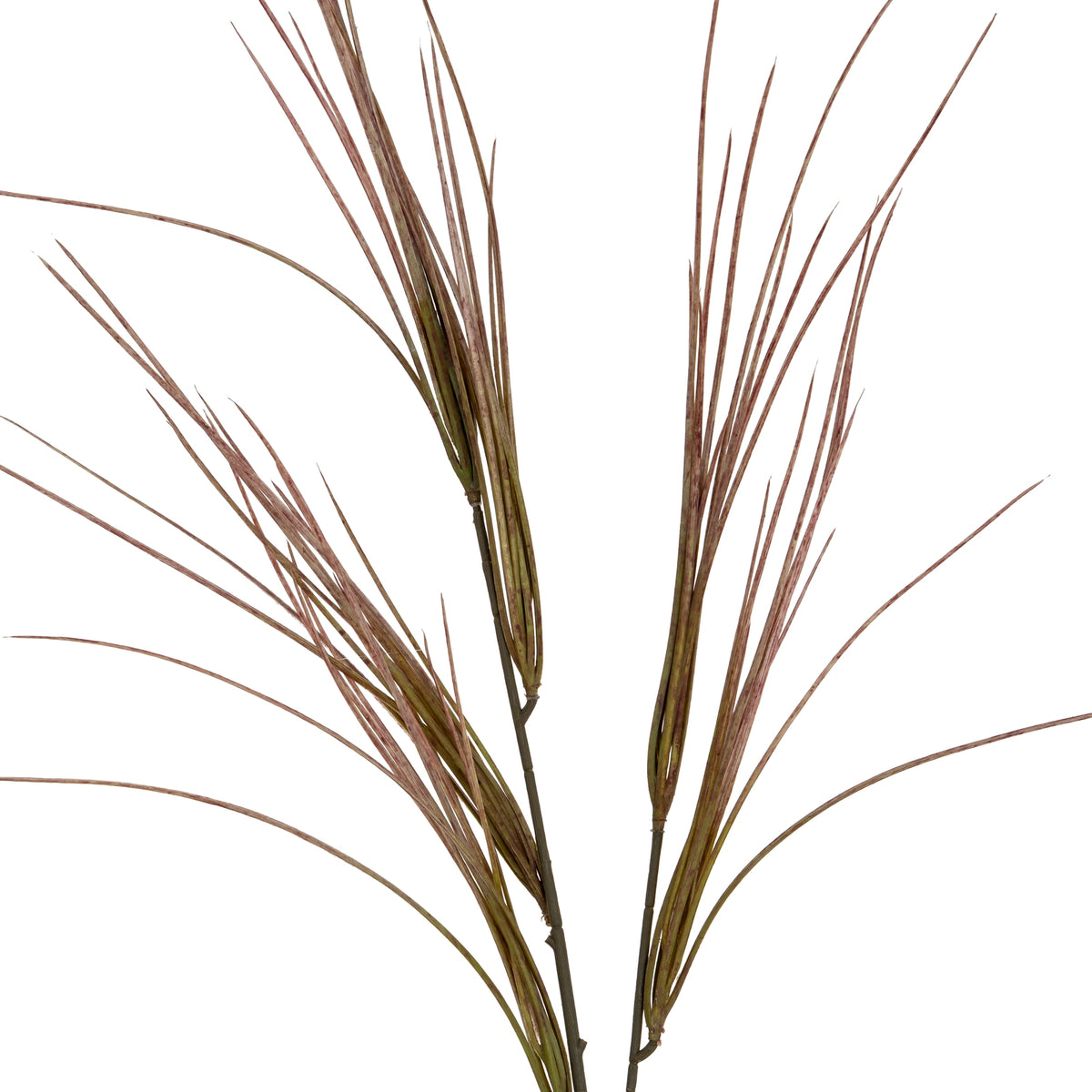 Brome Grass Spray - image 1