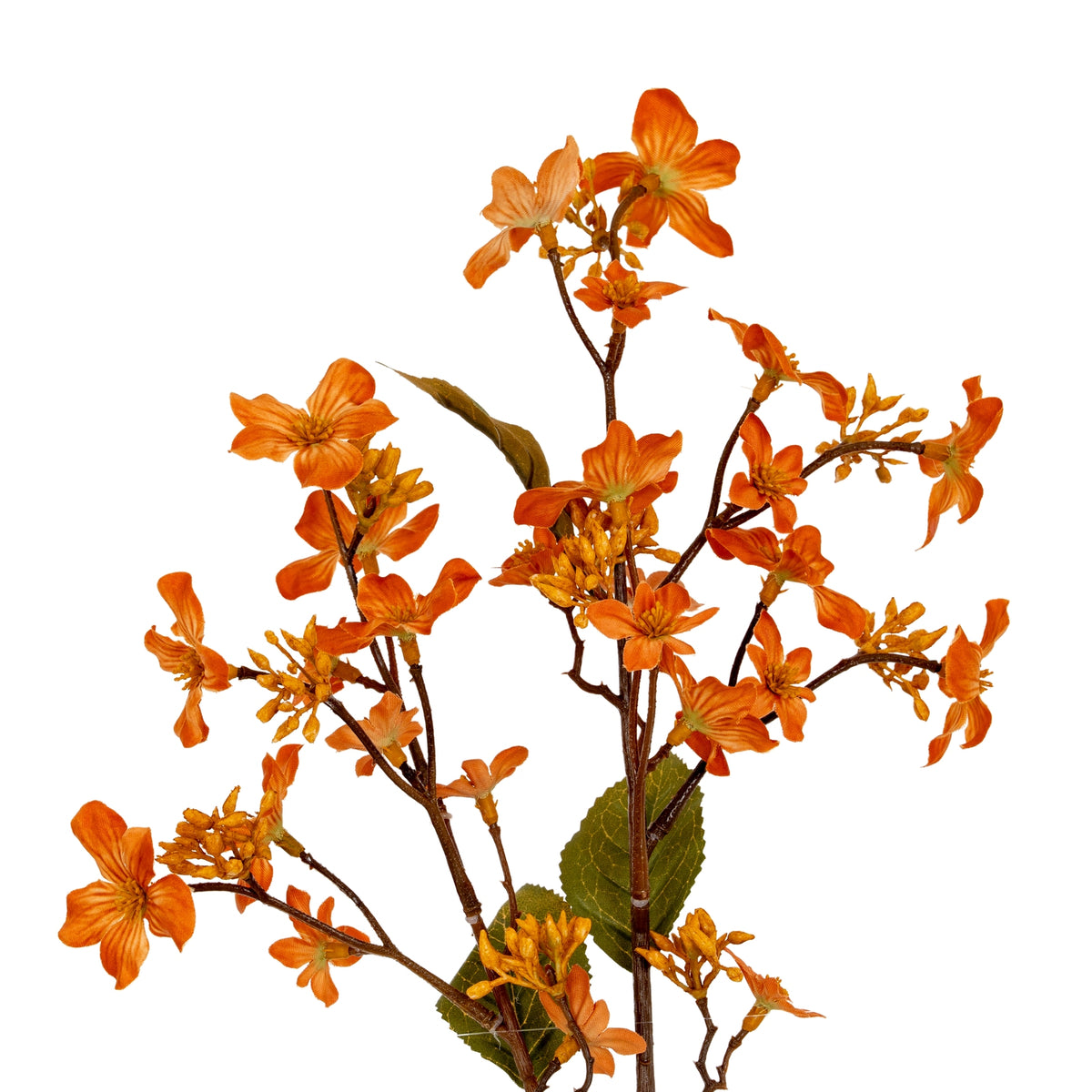 Orange Vernicia Fordii Spray - image 1