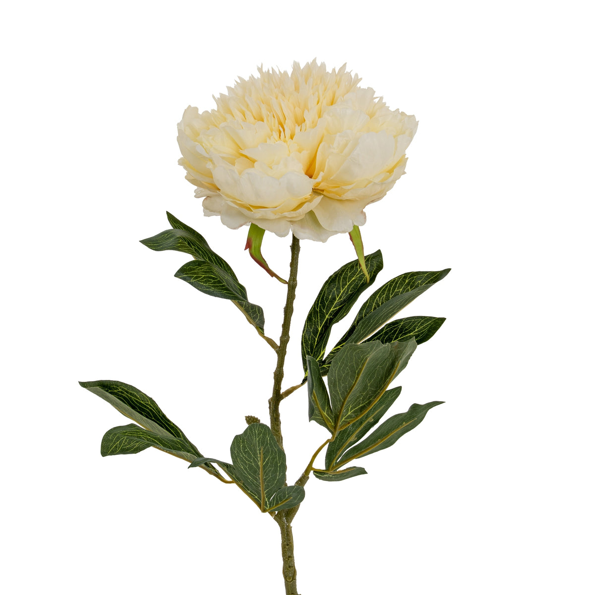 Large Buttermilk Double Peony Stem - image 1